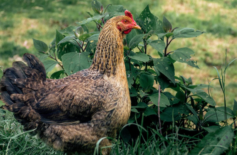 Pełen życia kurnik – odkryj urok tradycyjnej wiejskiej hodowli drobiu